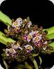 Gastrochilus bellinus Midnight